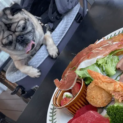 愛犬とテラスで一緒に過ごすことが出来ます。