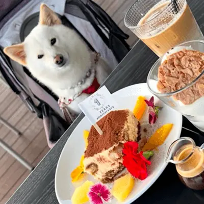 愛犬とテラスで一緒に過ごすことが出来ます。※写真は、ソレイユの丘リニューアル1周年記念デザート